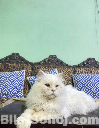 Persian male cat